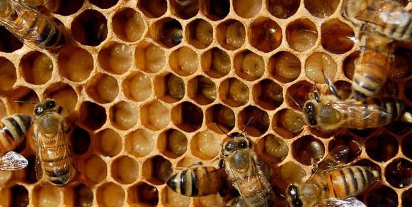 Cappello da apicoltore donna o controllo a nido d'ape sulla produzione di  miele azienda agricola sostenibilità terra agricola o agricoltura  alimentare sana agricoltore lavoratore maturo o api insetti su telaio di  legno