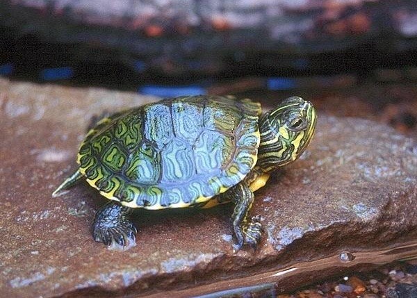 La cura delle tartarughe acquatiche: piccola guida per principianti -  Rivista di Agraria.org
