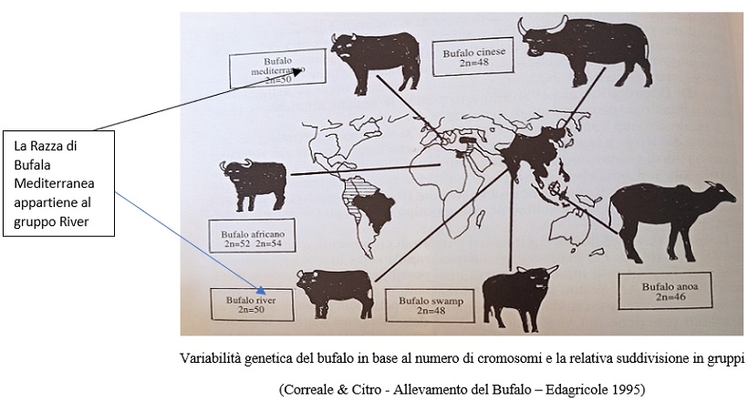 Storia Ed Evoluzione Della Bufala Mediterranea E Problematiche Della