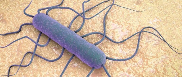 Listeria Che Cos E Che Regole Seguire Per Evitare Pericoli Rivista