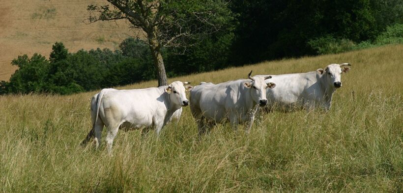 Bovini sull'appennino