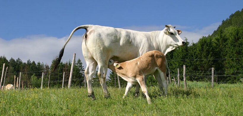 Bovini sull'appennino