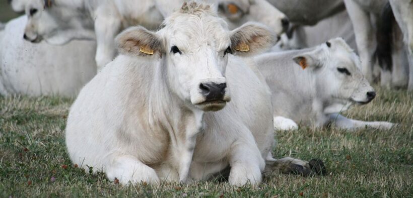 Bovini sull'appennino