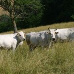 Allevamento semibrado dei bovini