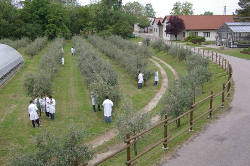 L'oliveto dell'Istituto