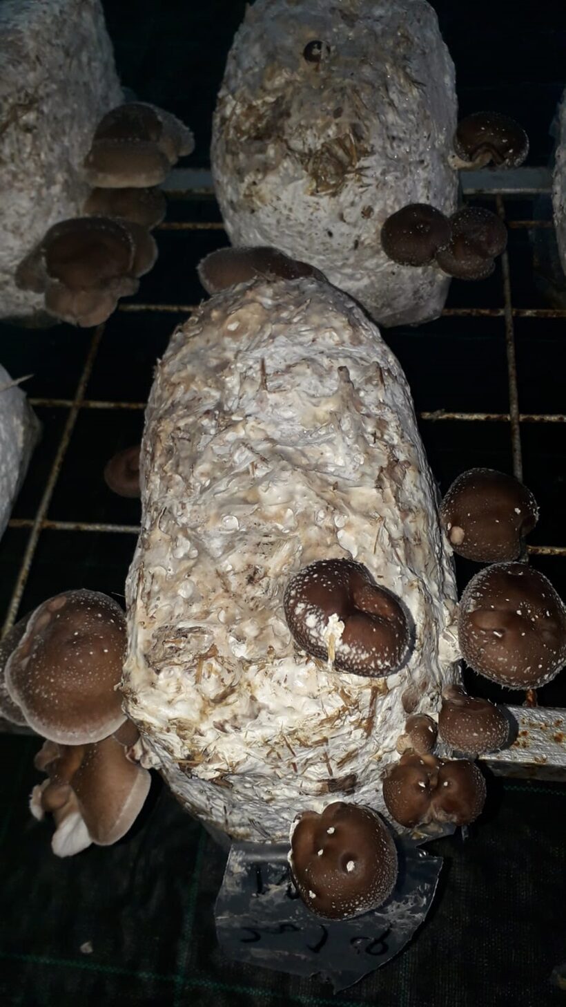 Shiitake in fruttificazione 