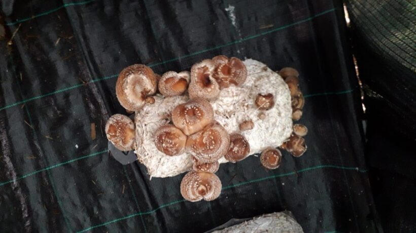 Shiitake in fruttificazione 