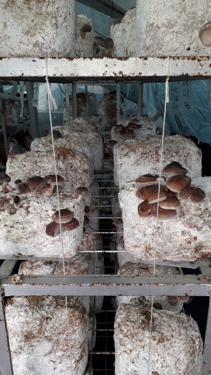 Shiitake in fruttificazione