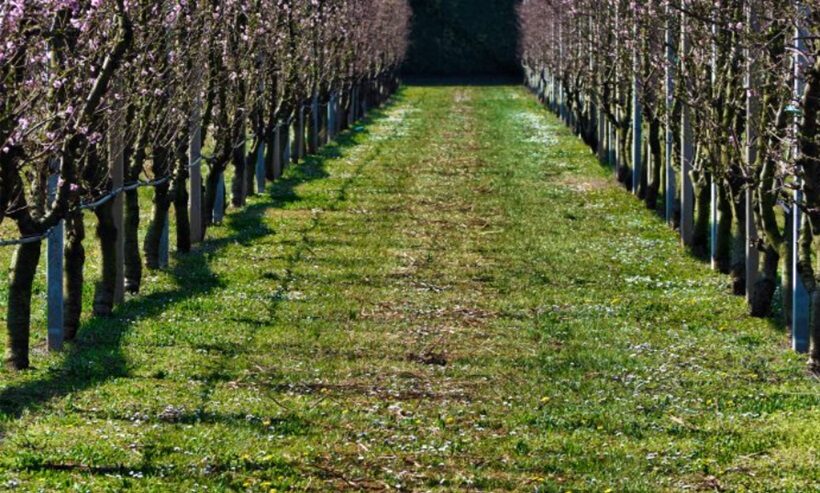 Frutteto dell'azienda agricola dell'Istituto