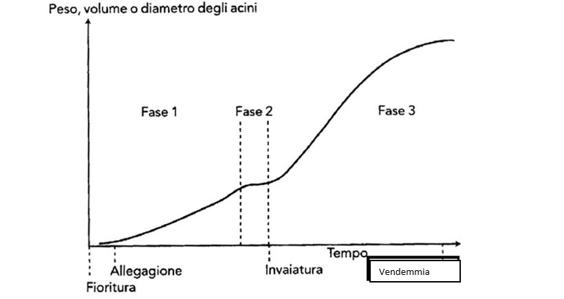 Peso, volume e diametro degli acini