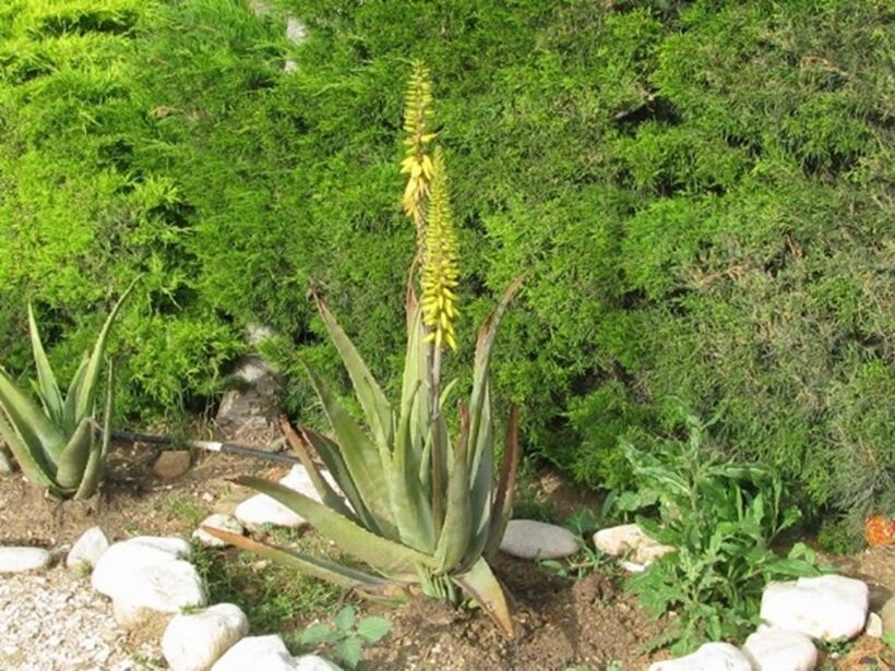 Aloe vera