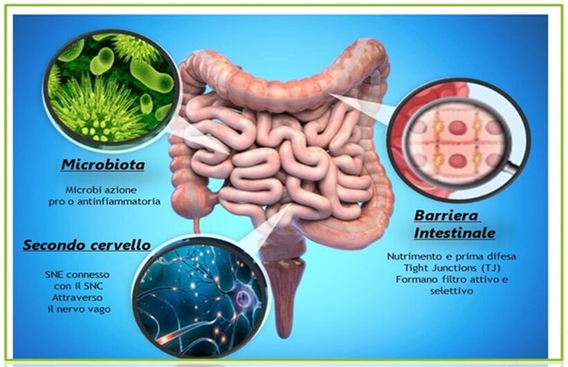 Ecosistema intestinale