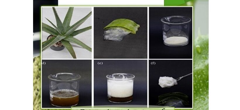 Processo di estrazione dalle foglie di Aloe