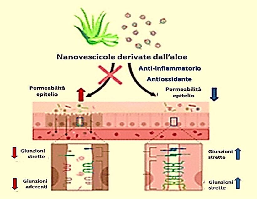 Schema dell’azione delle nanovescicole 