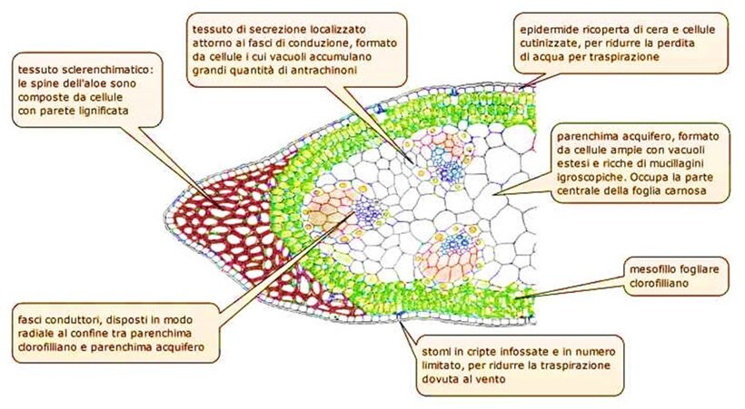 Sezione della foglia di Aloe